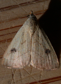 Spotted Grass Moth
